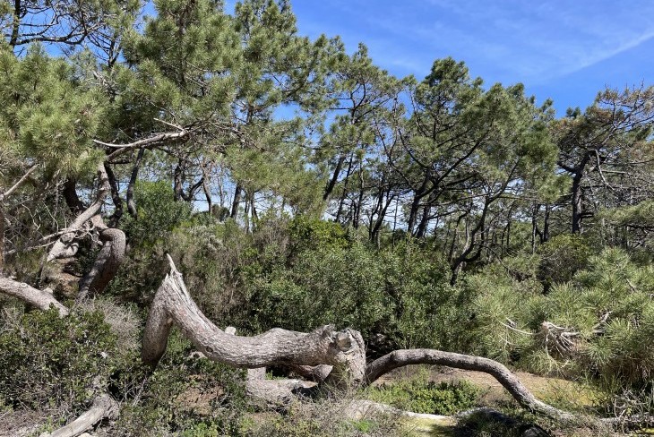 Passeio interpretativo “Pinhal da Praia das Pedras Negras e natureza envolvente”